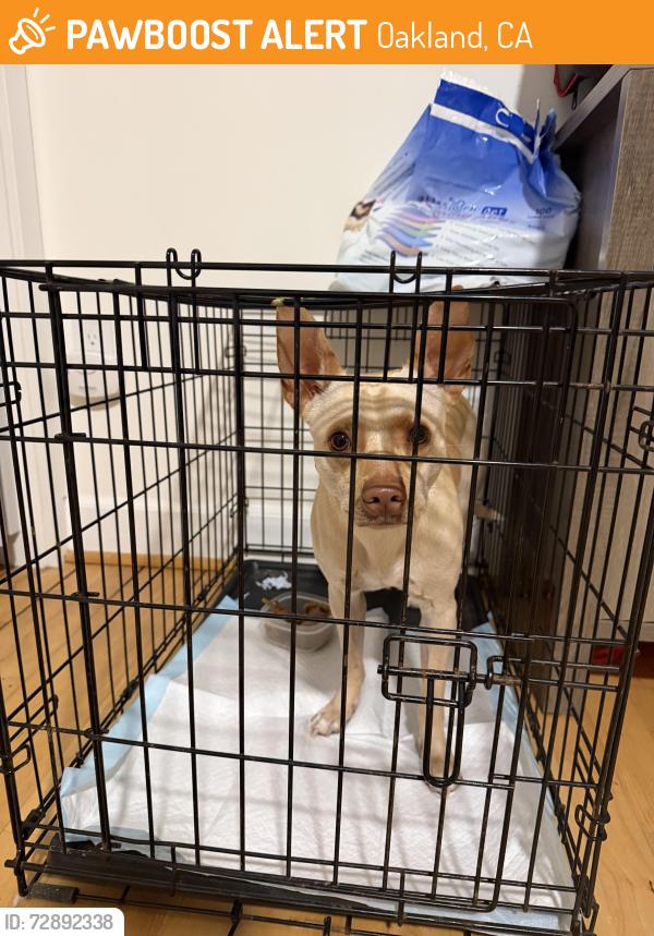 Found/Stray Male Dog last seen Near oak st, Oakland, CA 94607