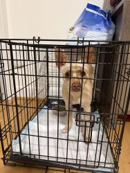 Found/Stray Male Dog last seen Near oak st, Oakland, CA 94607