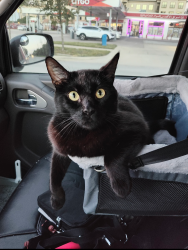 Lost Male Cat last seen Eves Necklace Dr, Hays County, TX 78610
