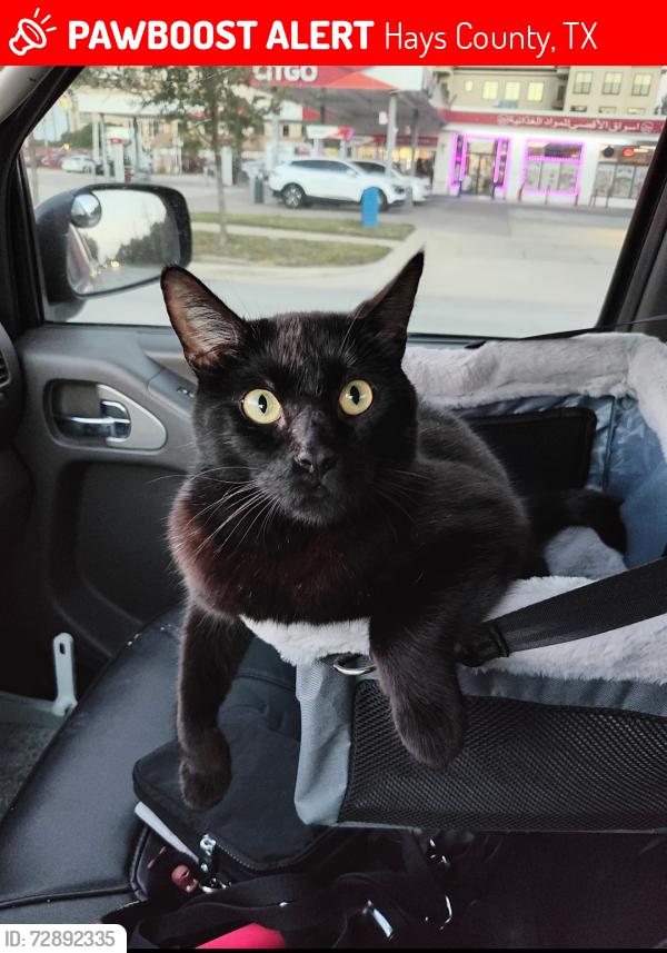 Lost Male Cat last seen Eves Necklace Dr, Hays County, TX 78610