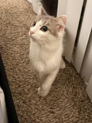 Reunited Female Cat last seen beauwick ct Aspen hill md, hewitt ave, Aspen Hill, MD 20906