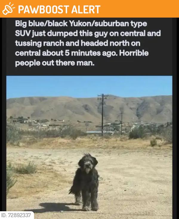 Found/Stray Unknown Dog last seen Tossing Ranch Rd and Central , San Bernardino County, CA 92308