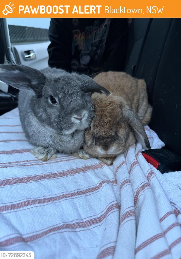 Found/Stray Unknown Rabbit last seen Balmoral St Opposite Westpoint Blacktown, Blacktown, NSW 2148