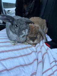 Found/Stray Unknown Rabbit last seen Balmoral St Opposite Westpoint Blacktown, Blacktown, NSW 2148