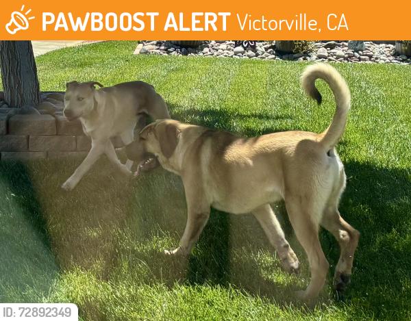 Found/Stray Unknown Dog last seen Adolfo and Lucero , Victorville, CA 92392