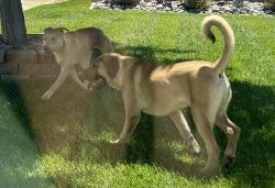 Found/Stray Unknown Dog last seen Adolfo and Lucero , Victorville, CA 92392