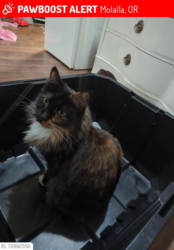 Lost Female Cat last seen Near roundabout, Molalla, OR 97038