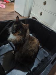 Lost Female Cat last seen Near roundabout, Molalla, OR 97038