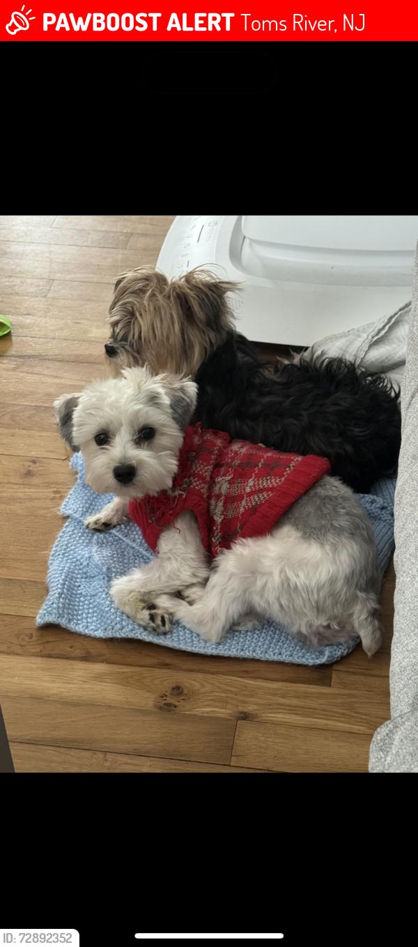 Lost Female Dog last seen Chancellor Court , Toms River, NJ 08757