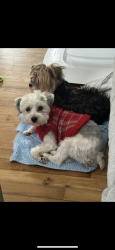 Lost Female Dog last seen Chancellor Court , Toms River, NJ 08757