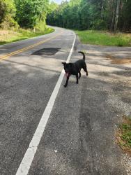 Found/Stray Male Dog last seen Orchard rd, York County, SC 29717