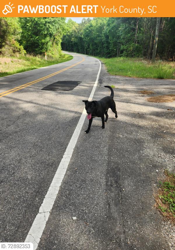 Found/Stray Male Dog last seen Orchard rd, York County, SC 29717