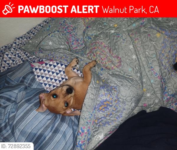 Lost Female Dog last seen Salt lake and florence, Walnut Park, CA 90255