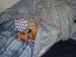 Lost Female Dog last seen Salt lake and florence, Walnut Park, CA 90255