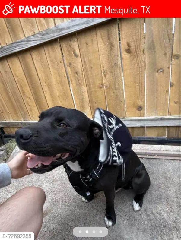 Lost Male Dog last seen Meadow Glen, Mesquite , Mesquite, TX 75150