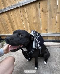Lost Male Dog last seen Meadow Glen, Mesquite , Mesquite, TX 75150