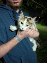 Found/Stray Female Cat last seen Avalon park, Victorville, CA 92395