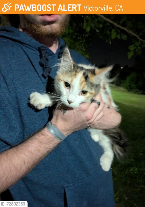 Found/Stray Female Cat last seen Avalon park, Victorville, CA 92395