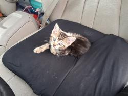 Lost Unknown Cat last seen Days inn, right next to Southland Casino, West Memphis, AR 72301