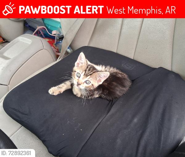 Lost Unknown Cat last seen Days inn, right next to Southland Casino, West Memphis, AR 72301