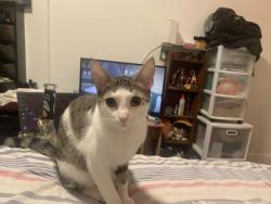 Reunited Female Cat last seen Near bergen ave , Jersey City, NJ 07304