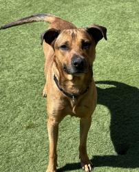 Shelter Stray Male Dog last seen Near Mission Avenue, Oceanside, CA, 92057, Oceanside, CA 92058
