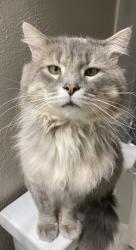 Lost Male Cat last seen Near meadowcreek dr 75248 Dallas tx, Dallas, TX 75248