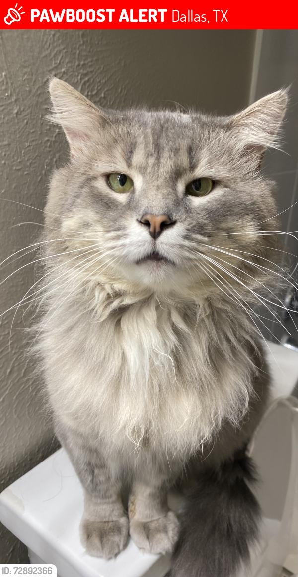 Lost Male Cat last seen Near meadowcreek dr 75248 Dallas tx, Dallas, TX 75248