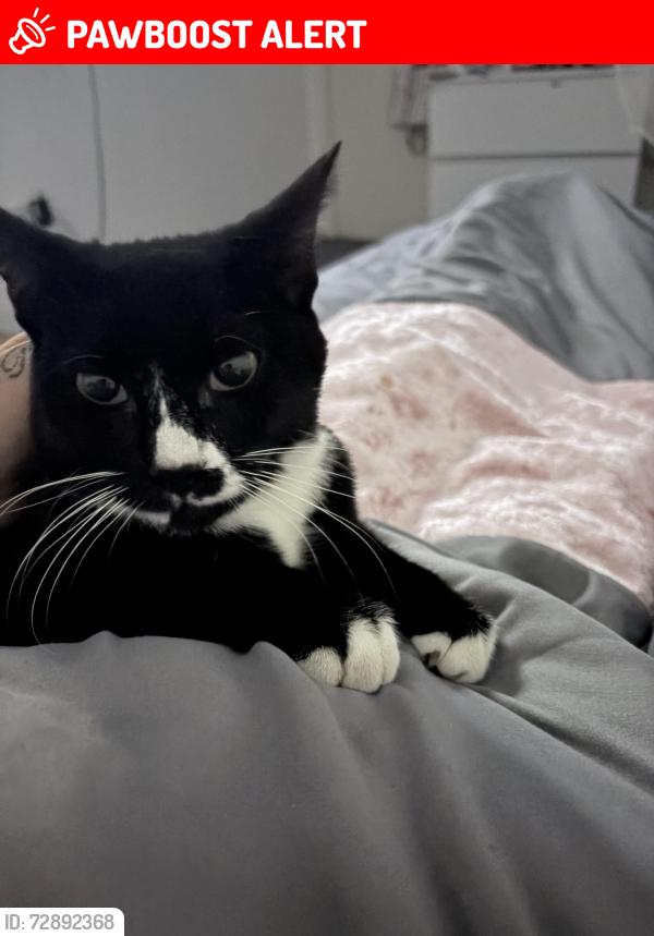 Lost Female Cat last seen Ub79jg, Greater London, England UB7 9JG