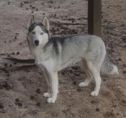 Reunited Female Dog last seen Woods behind Sunflower Meadows neighborhood , McDonough, GA 30252