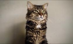 Lost Male Cat last seen Near Russet St, Racine WI, Racine, WI 53405