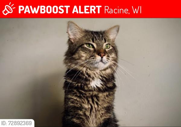Lost Male Cat last seen Near Russet St, Racine WI, Racine, WI 53405