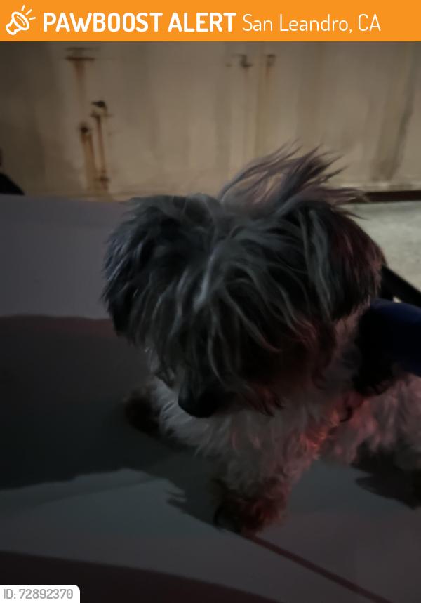 Found/Stray Male Dog last seen E14th street and Estabrook street, San Leandro, CA 94577