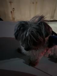 Found/Stray Male Dog last seen E14th street and Estabrook street, San Leandro, CA 94577