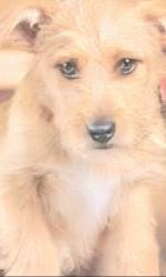 Lost Male Dog last seen Glendale and 22nd dr, Phoenix, AZ 85021