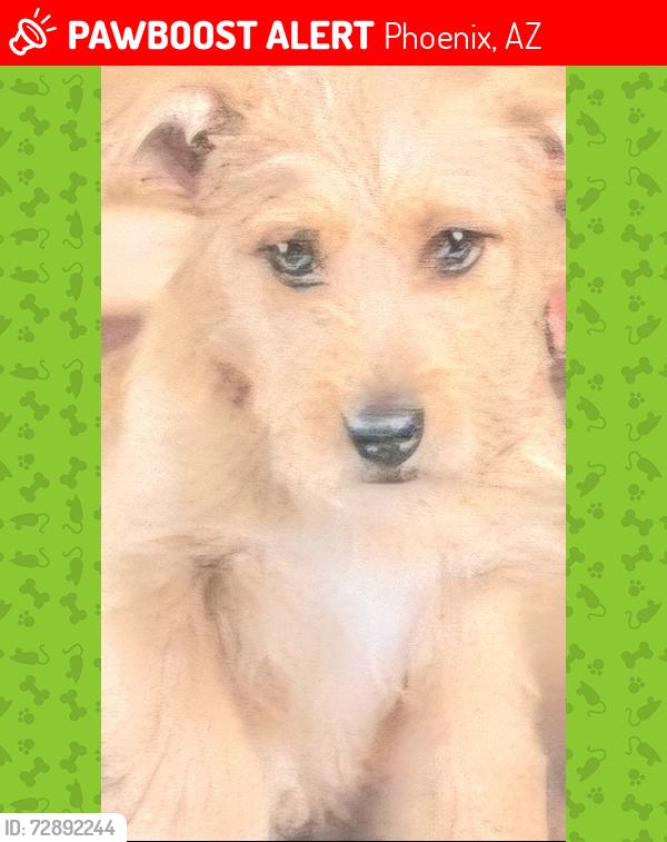 Lost Male Dog last seen Glendale and 22nd dr, Phoenix, AZ 85021
