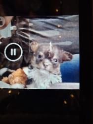 Lost Female Dog last seen Near Ave. & Myrtle Ave., Glendale, AZ 85301