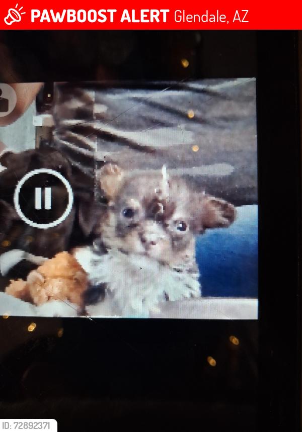 Lost Female Dog last seen Near Ave. & Myrtle Ave., Glendale, AZ 85301