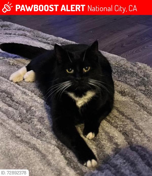 Lost Female Cat last seen 18th st , highland, near Olivewood gardens , National City, CA 91950