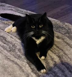 Lost Female Cat last seen 18th st , highland, near Olivewood gardens , National City, CA 91950
