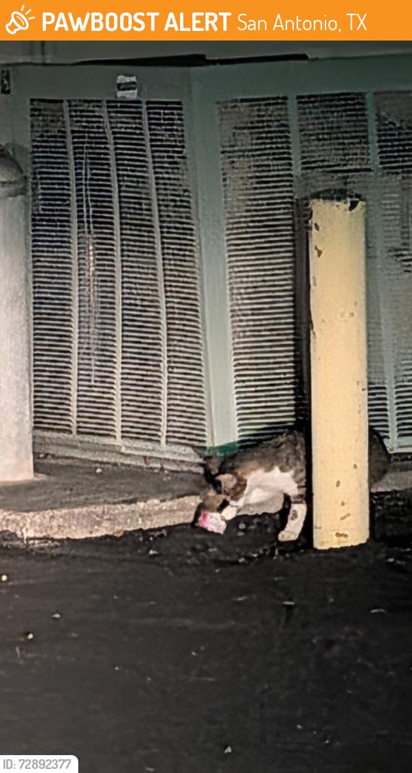Found/Stray Unknown Cat last seen Old color art building Zarazomra and centineniel , San Antonio, TX 78211