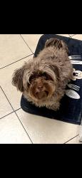 Reunited Female Dog last seen Beswick, Los Angeles, CA 90023