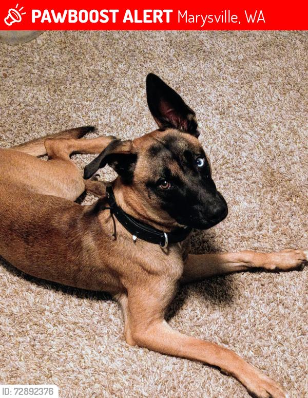 Lost Male Dog last seen 51st and 224rd ne, Marysville, WA 98271