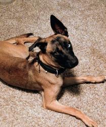 Lost Male Dog last seen 51st and 224rd ne, Marysville, WA 98271