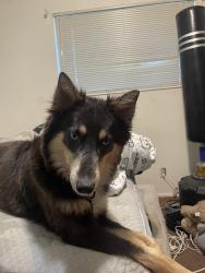 Lost Female Dog last seen By Union middle school , Sandy, UT 84070