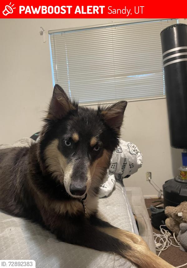 Lost Female Dog last seen By Union middle school , Sandy, UT 84070