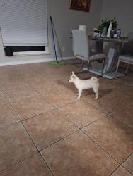 Lost Female Dog last seen Near ave , Cape Coral, FL 33990