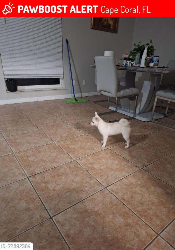 Lost Female Dog last seen Near ave , Cape Coral, FL 33990