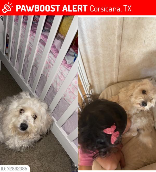 Lost Male Dog last seen Near Farm to Market Road 744, Corsicana, TX 75110, Estados Unidos, Corsicana, TX 75110