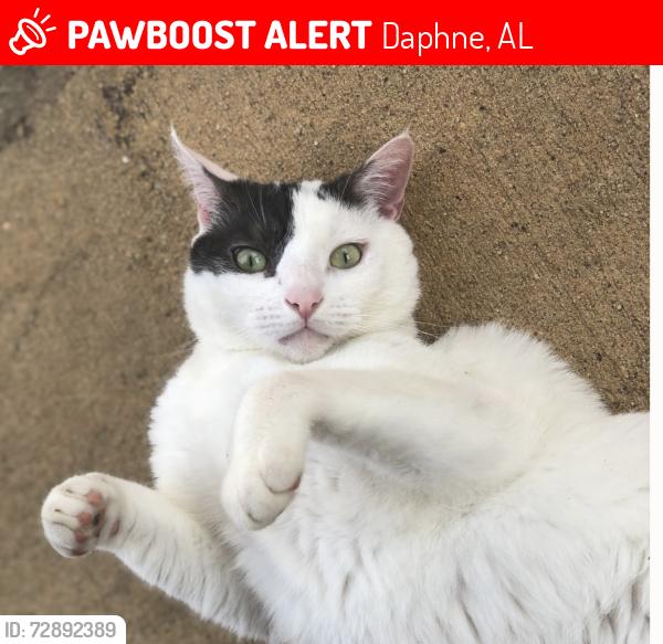 Lost Male Cat last seen Oldfield Subdivision on HWY 181 , Daphne, AL 36526